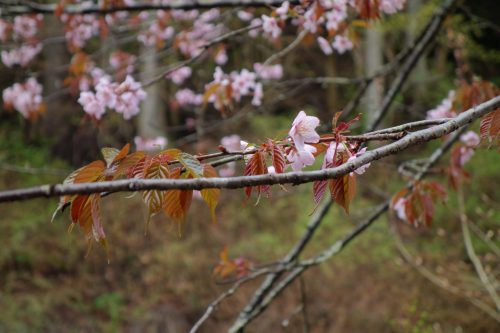 桜の葉